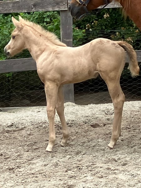 American Quarter Horse, Hengst in Holtgast