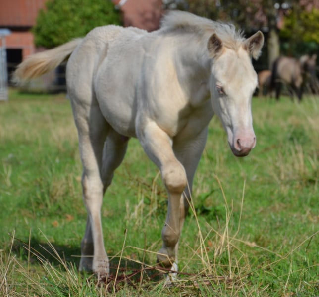 American Quarter Horse, Hengst in Nordhorn