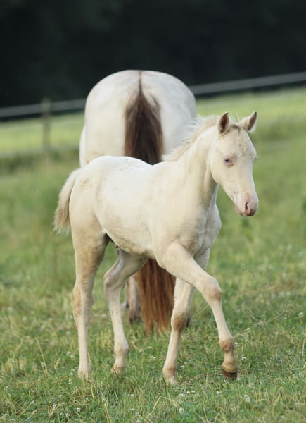 American Quarter Horse, Hengst in Waldshut-Tiengen