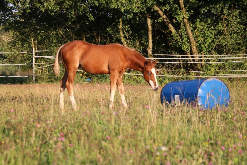 American Quarter Horse, Hengst in Breitenbach