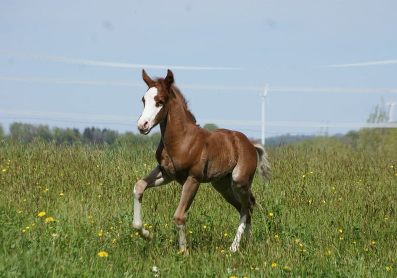 American Quarter Horse, Hengst in Breitenbach