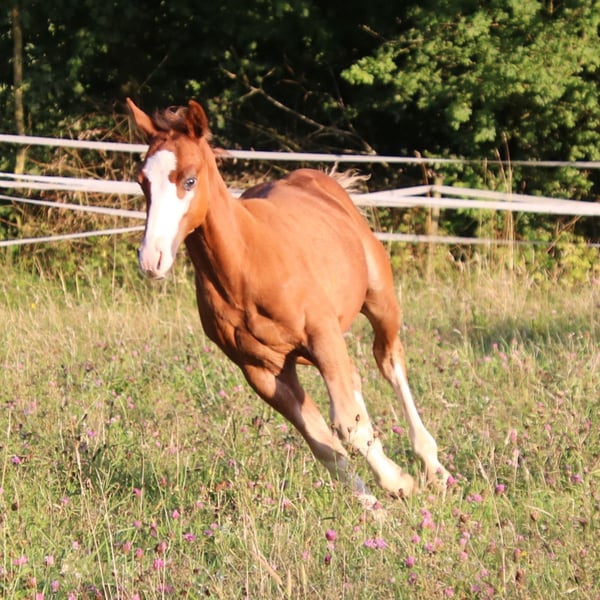 American Quarter Horse, Hengst in Breitenbach