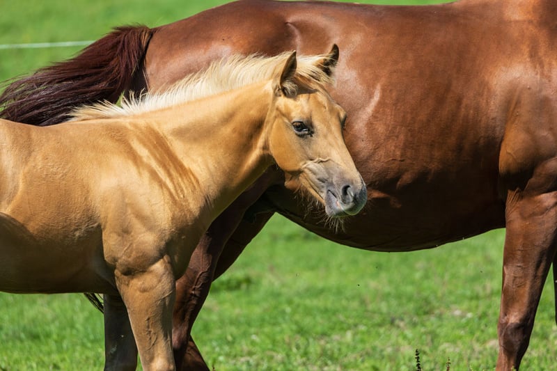 American Quarter Horse, Hengst in Dietenheim