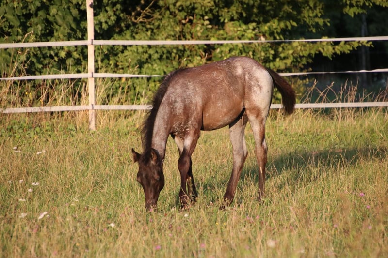 American Quarter Horse, Hengst in Breitenbach