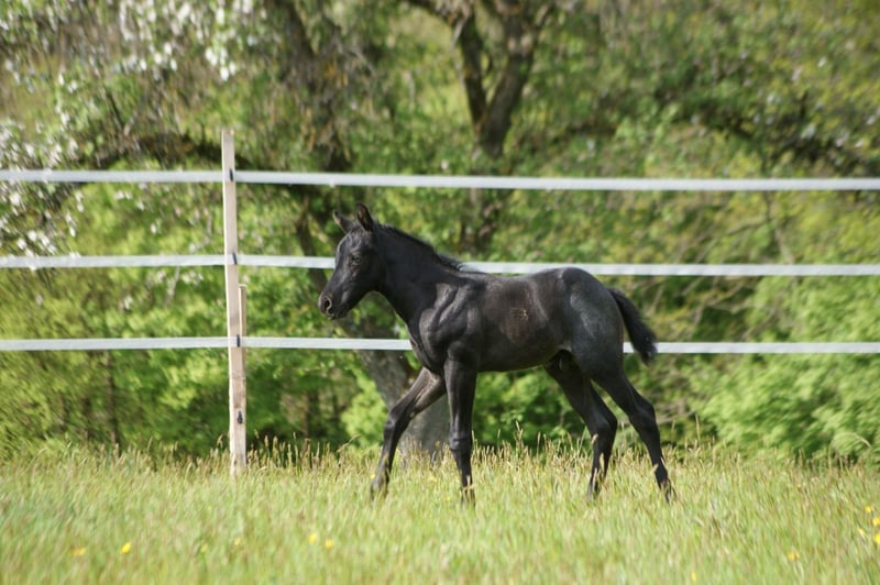 American Quarter Horse, Hengst in Breitenbach