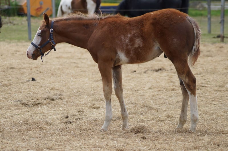 American Quarter Horse, Hengst in Nerenstetten