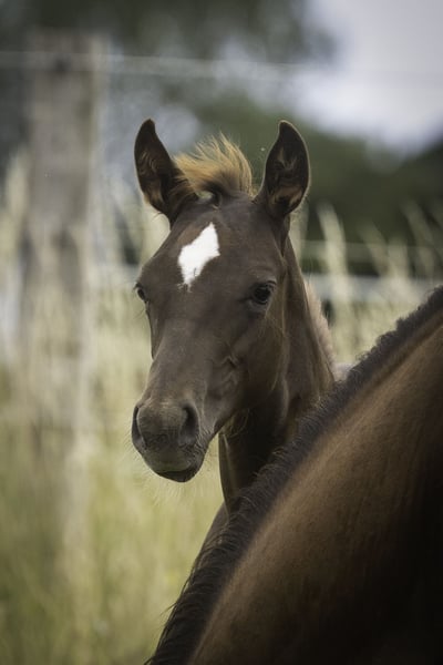 American Quarter Horse, Hengst in Altenkirchen