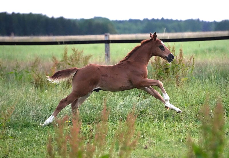 American Quarter Horse, Hengst in Biberach an der Riß