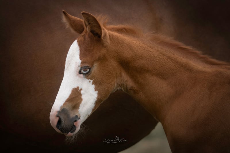 American Quarter Horse, Hengst in Altenkirchen