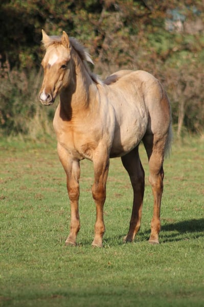 American Quarter Horse, Hengst in Greifenstein