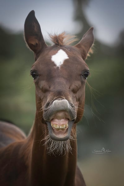 American Quarter Horse, Hengst in Altenkirchen