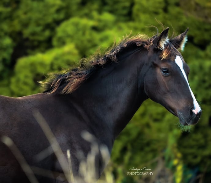 American Quarter Horse, Hengst in Königslutter am Elm