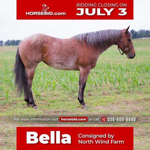 Dark Red Roan Quarter Horse