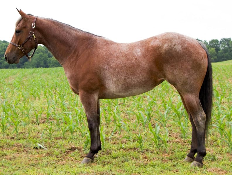 American Quarter Horse Mare 4 years 15 hh RoanRed in Millersburg, OH