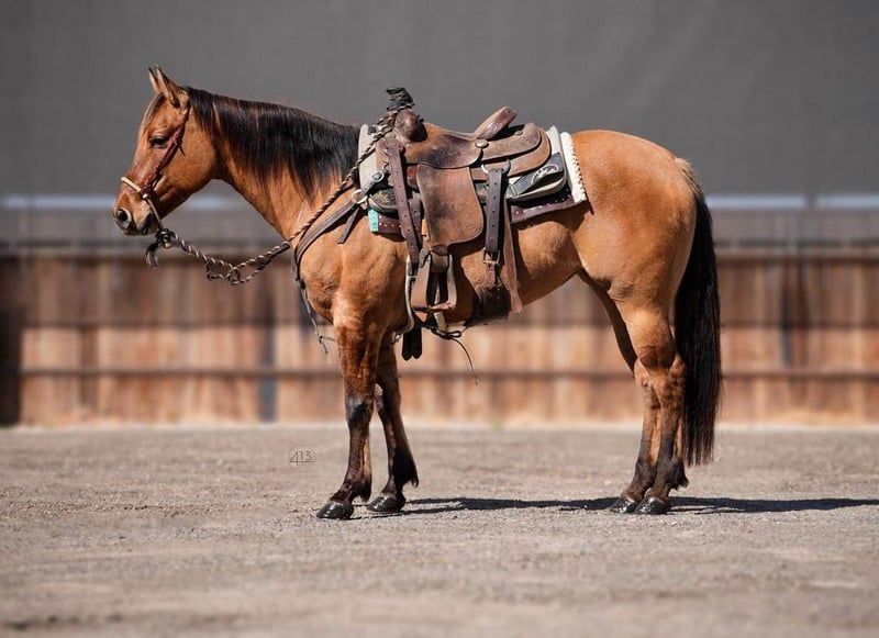 American Quarter Horse Mare 6 years Dun in Weatherford, TX