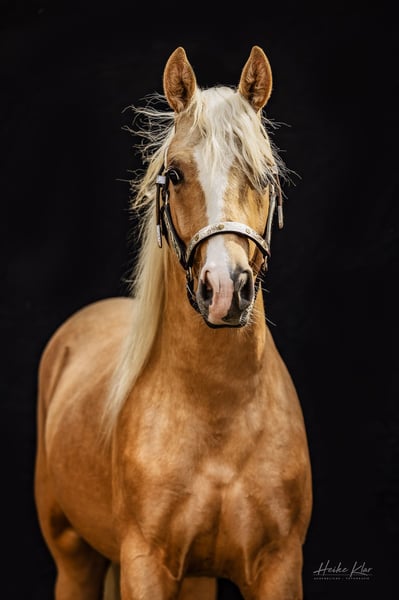 palomino stallion of quarterhorse breed. 909996 Stock Photo at Vecteezy