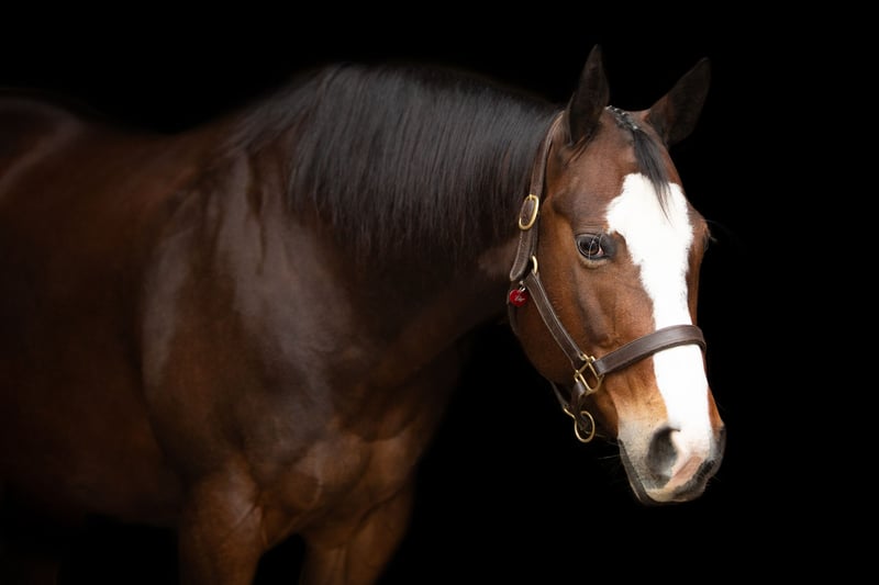 American Quarter Horse, Stute in Kail