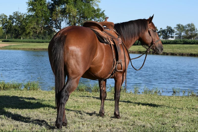 American Quarter Horse Stute 10 Jahre Rotbrauner in Guthrie OK