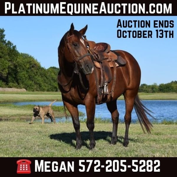 American Quarter Horse Stute 10 Jahre Rotbrauner in Guthrie OK