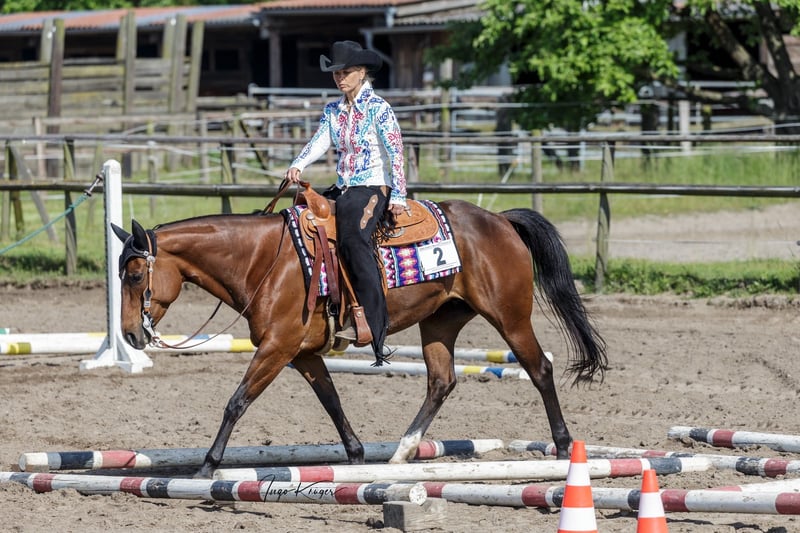 American Quarter Horse, Stute in Schwarmstedt
