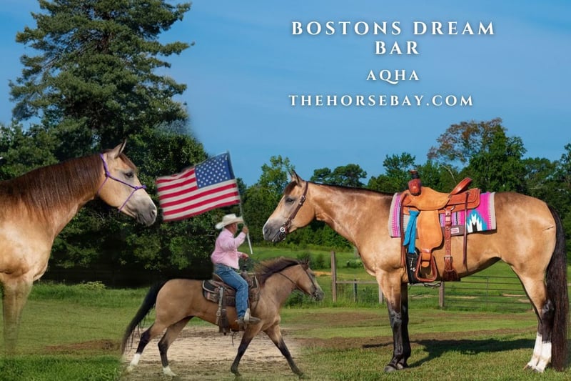 American Quarter Horse Stute 11 Jahre 155 cm in Sumrall, MS