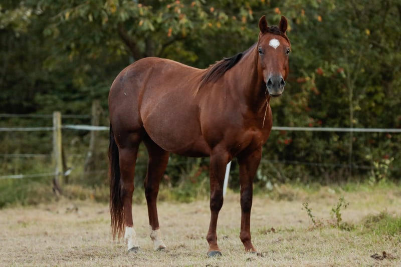 American Quarter Horse, Stute in Bonn