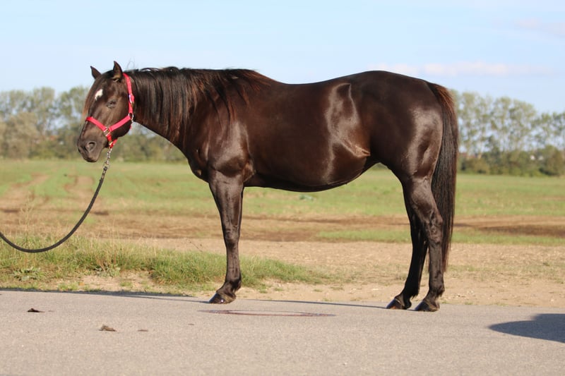 American Quarter Horse, Stute in Rostock