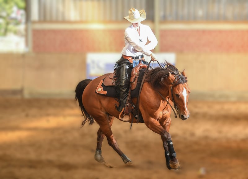 American Quarter Horse, Stute in Bergkamen