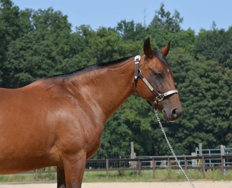 American Quarter Horse, Stute in Wusterhausen (Dosse)