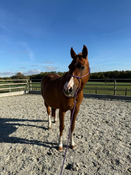 American Quarter Horse, Stute in Schönberg