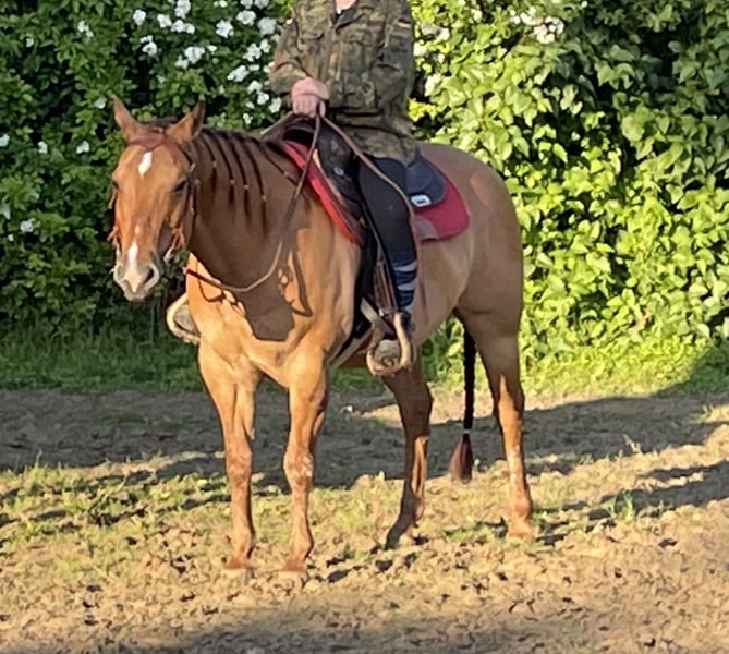 American Quarter Horse, Stute in Rostock