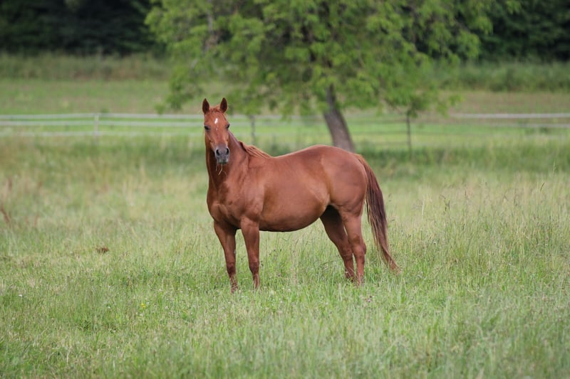 American Quarter Horse, Stute in Waldshut-Tiengen