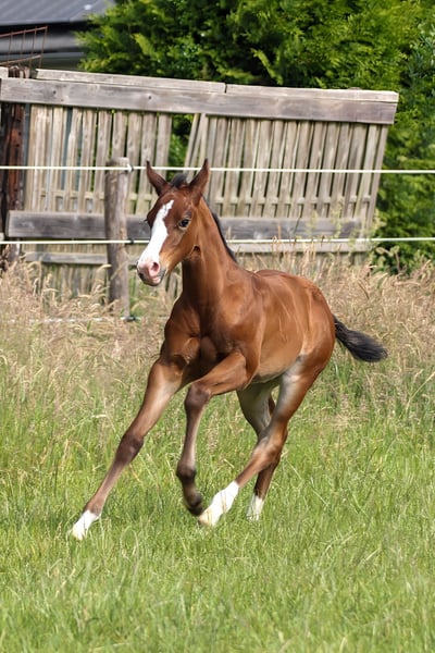 American Quarter Horse, Stute in Celle