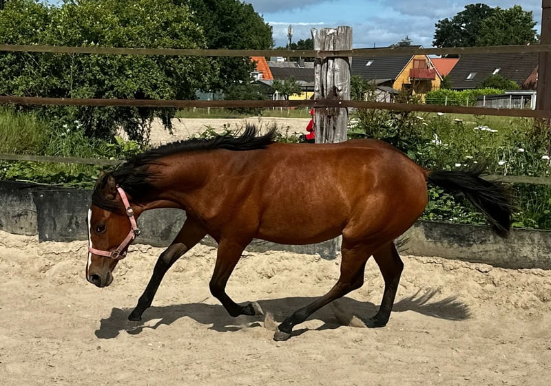 American Quarter Horse, Stute in Hamburg