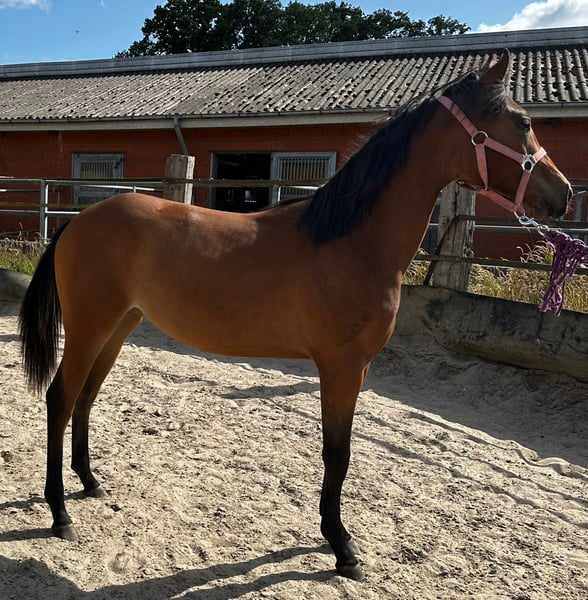 American Quarter Horse, Stute in Hamburg