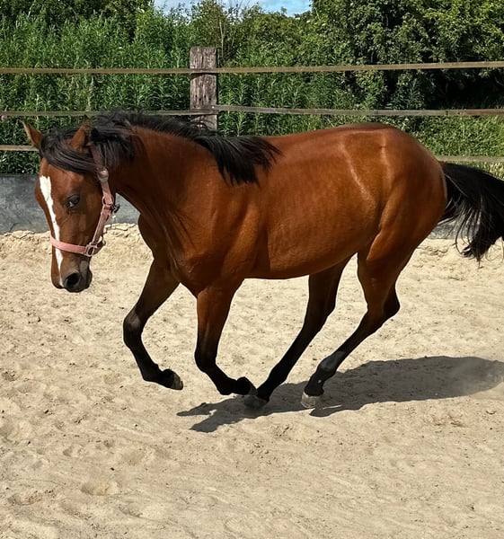 American Quarter Horse, Stute in Hamburg