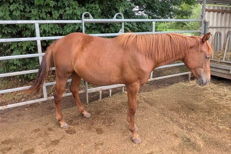 American Quarter Horse, Stute in Theilenhofen