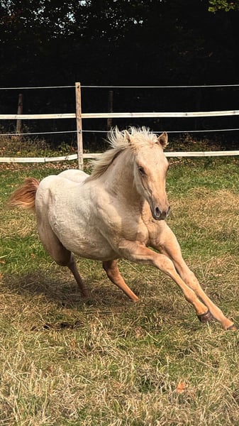 American Quarter Horse, Stute in Ludwigslust