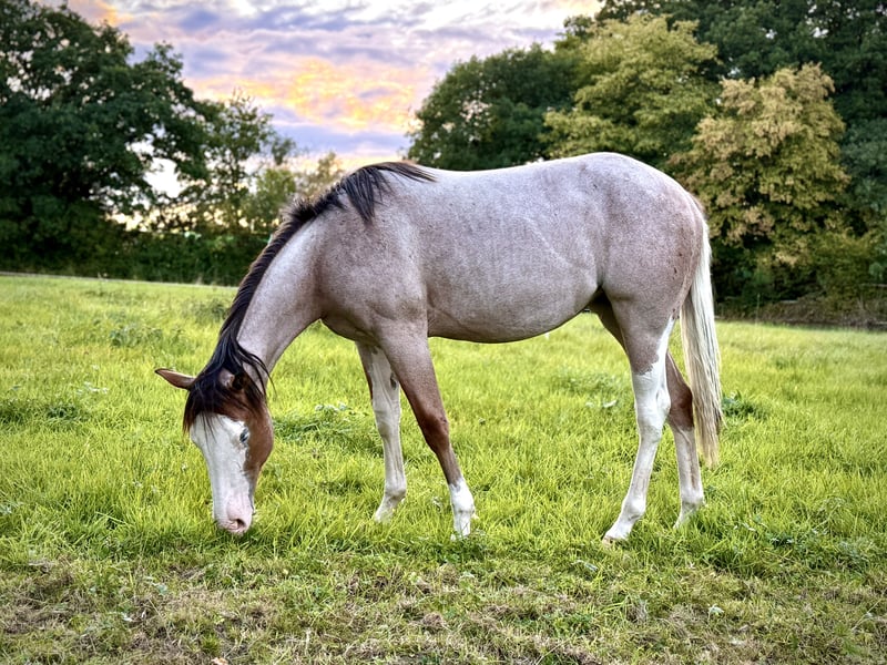 American Quarter Horse, Stute in Liebenau