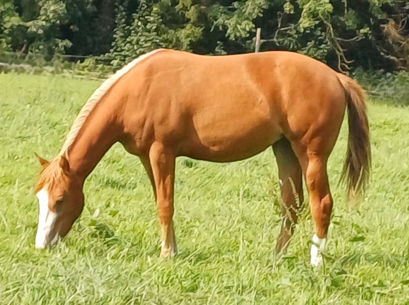 American Quarter Horse, Stute in Clausthal-Zellerfeld