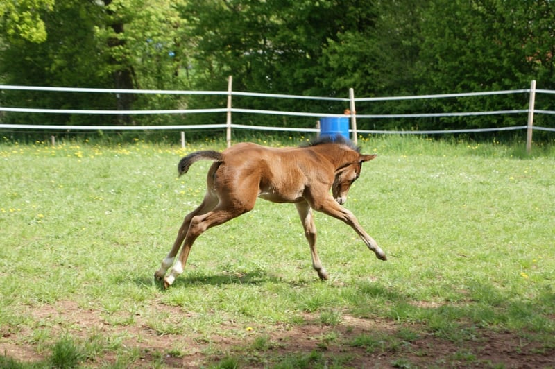 American Quarter Horse, Stute in Breitenbach