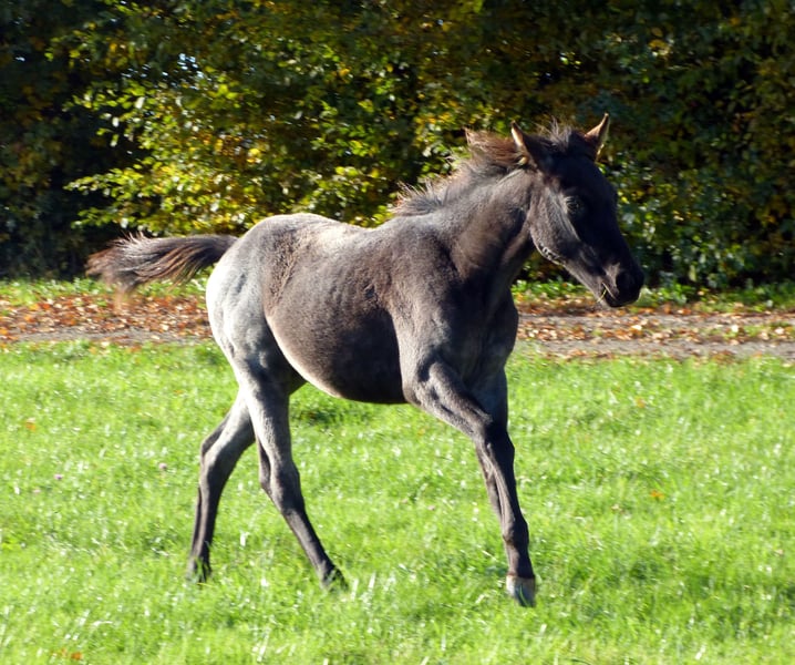 American Quarter Horse, Stute in Breitenbach