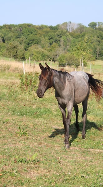American Quarter Horse, Stute in Breitenbach