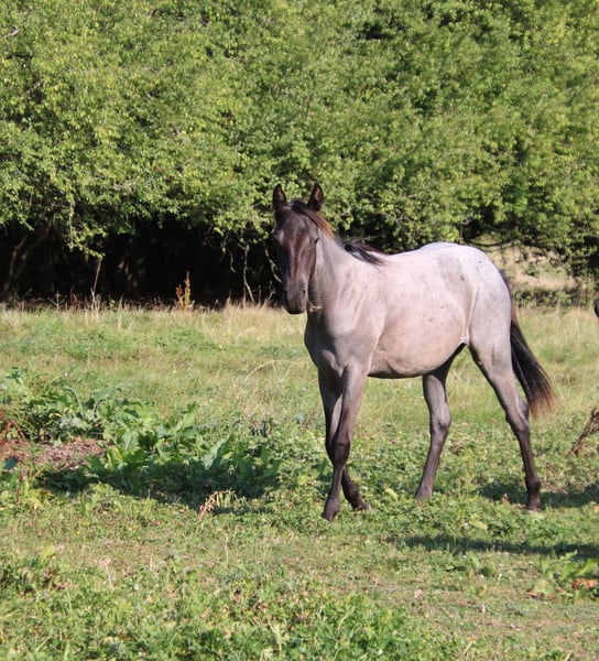 American Quarter Horse, Stute in Breitenbach