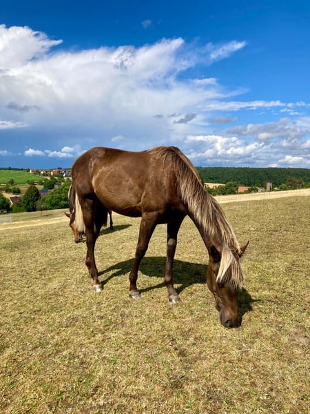 American Quarter Horse, Stute in Geiselwind