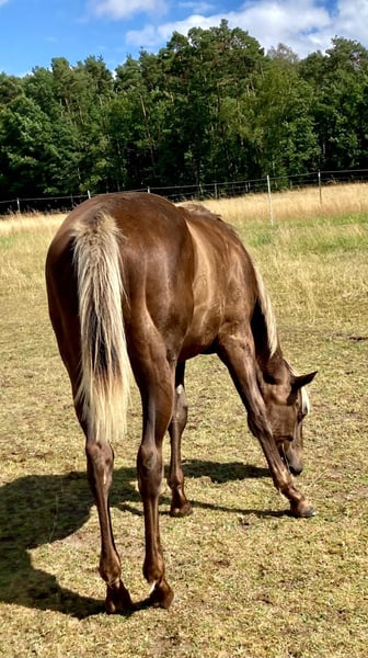American Quarter Horse, Stute in Geiselwind