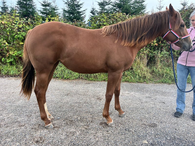 American Quarter Horse, Stute in Burscheid