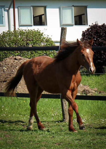 American Quarter Horse, Stute in Burscheid