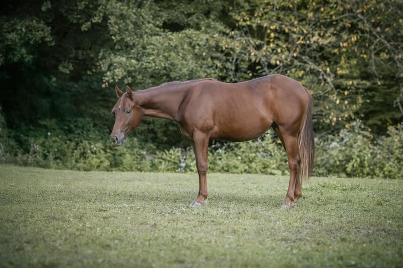 American Quarter Horse, Stute in Lindlar