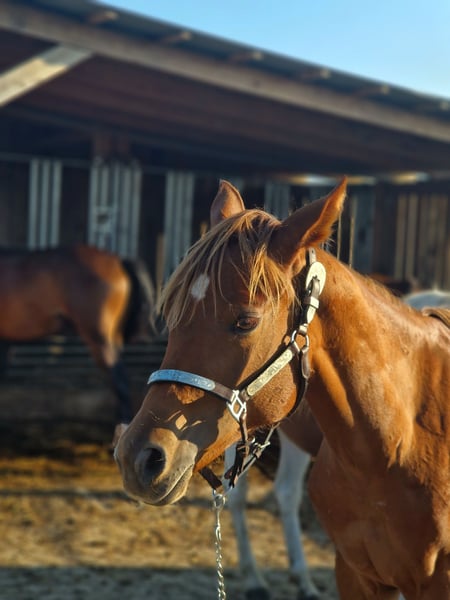 American Quarter Horse, Stute in Rheinfelden